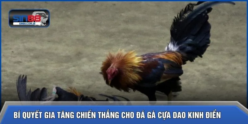 Bí quyết gia tăng chiến thắng cho đá gà cựa dao kinh điển