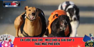 Cá Cược Đua Chó - Mẹo Chơi & Giải Đáp 3 Thắc Mắc Phổ Biến