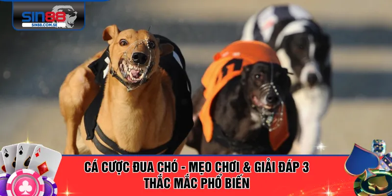 Cá Cược Đua Chó - Mẹo Chơi & Giải Đáp 3 Thắc Mắc Phổ Biến
