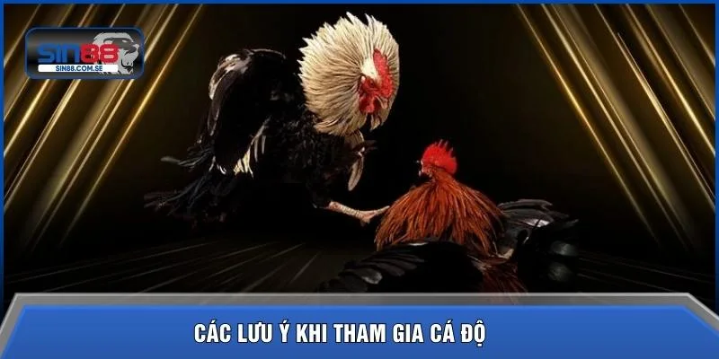 Các lưu ý khi tham gia cá độ
