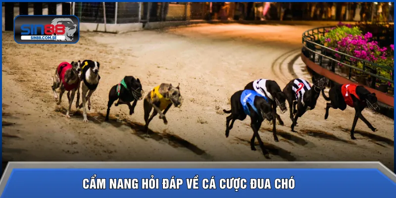 Cẩm nang hỏi đáp về cá cược đua chó