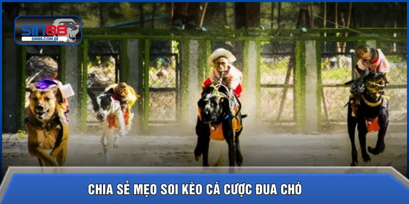 Chia sẻ mẹo soi kèo cá cược đua chó 
