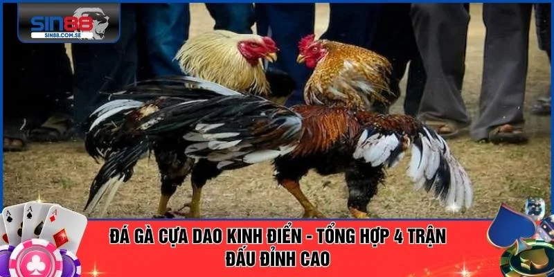 Đá Gà Cựa Dao Kinh Điển - Tổng Hợp 4 Trận Đấu Đỉnh Cao