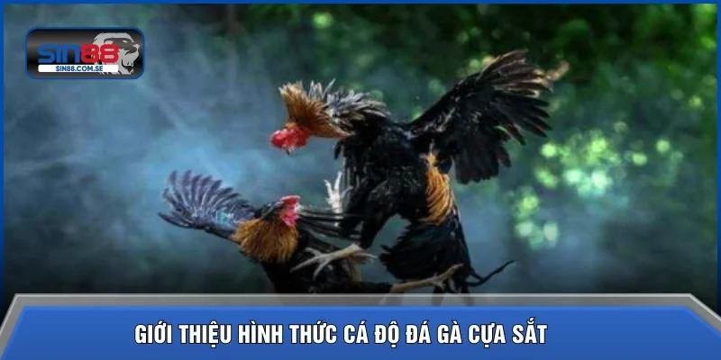 Giới thiệu hình thức cá độ đá gà cựa sắt