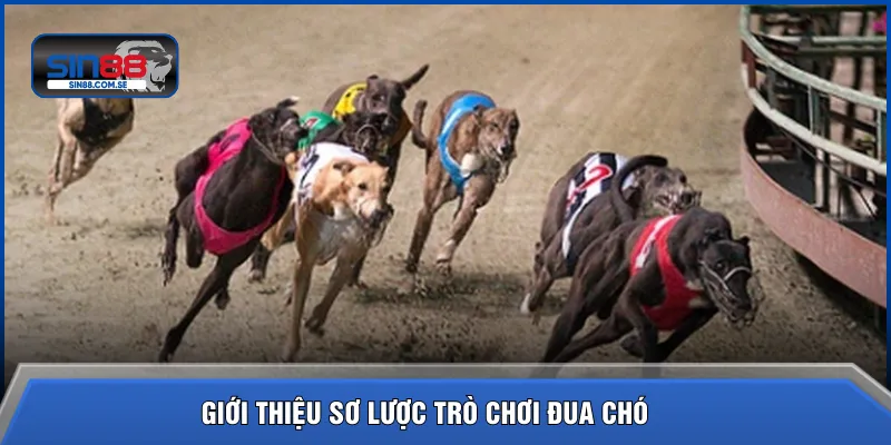 Giới thiệu sơ lược trò chơi đua chó