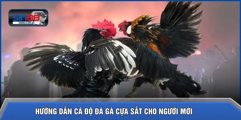 Hướng dẫn cá độ đá gà cựa sắt cho người mới