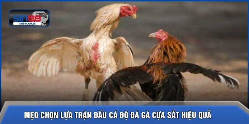 Mẹo chọn lựa trận đấu cá độ đá gà cựa sắt hiệu quả