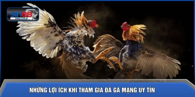 Những lợi ích khi tham gia đá gà mạng uy tín 