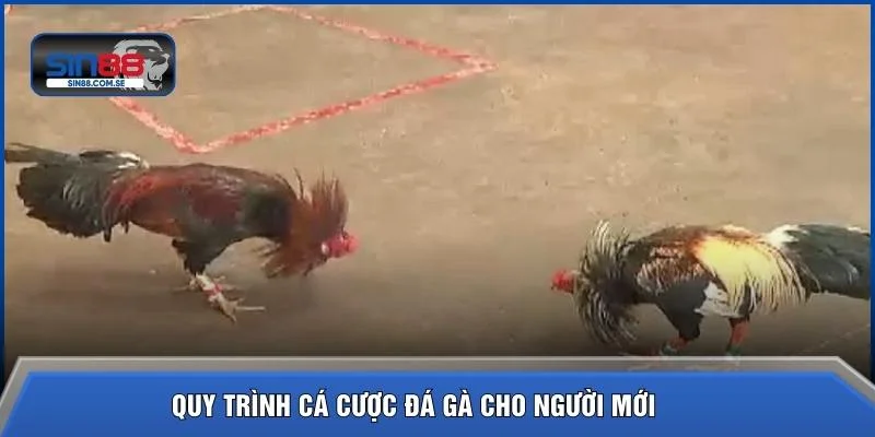 Quy trình cá cược đá gà cho người mới